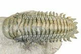 Flying Crotalocephalina Trilobite - Atchana, Morocco #359227-3